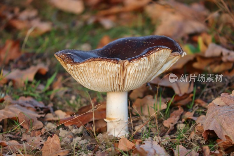 野生菌野生菌蘑菇生长环境菌类山菌