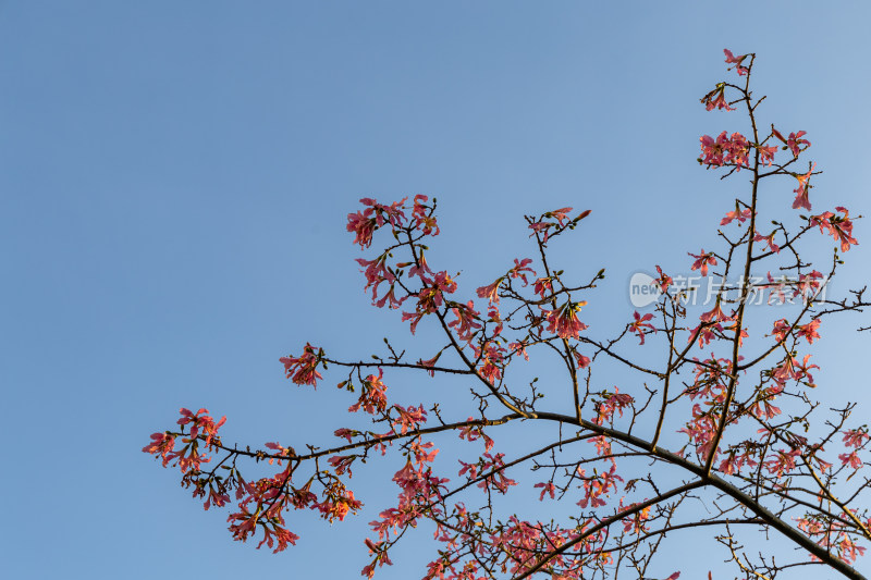 异木棉花