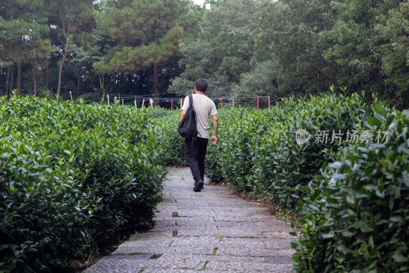 行走在杭州龙井茶园素材