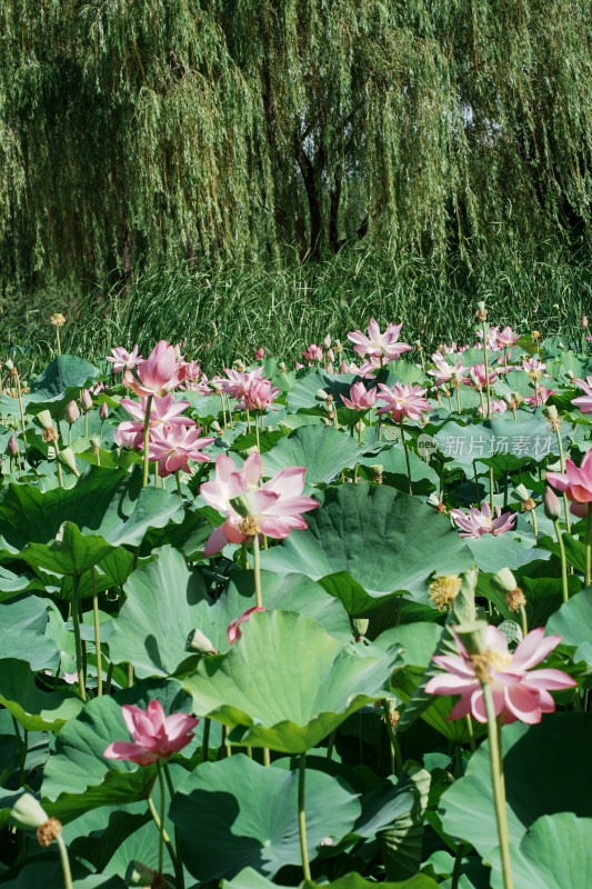 北京圆明园荷花