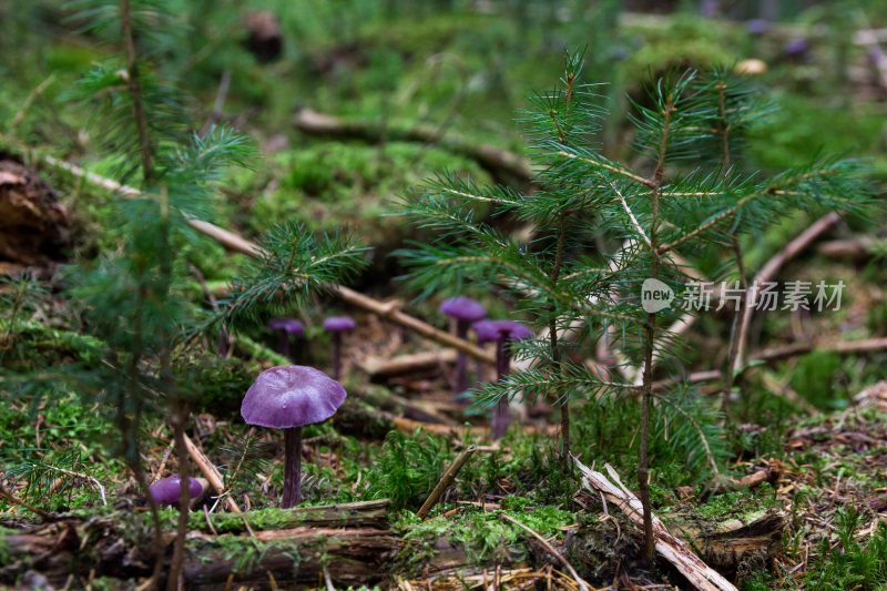 菌类山菌野生菌野生菌蘑菇生长环境