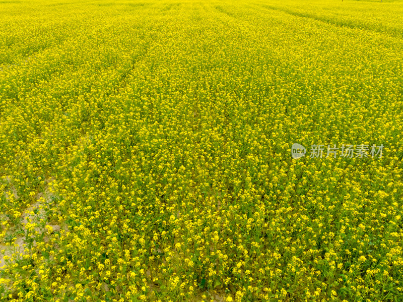 中国青海湖油菜花