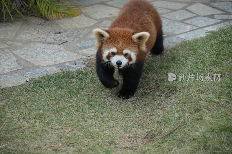 小熊猫在草地行走背影