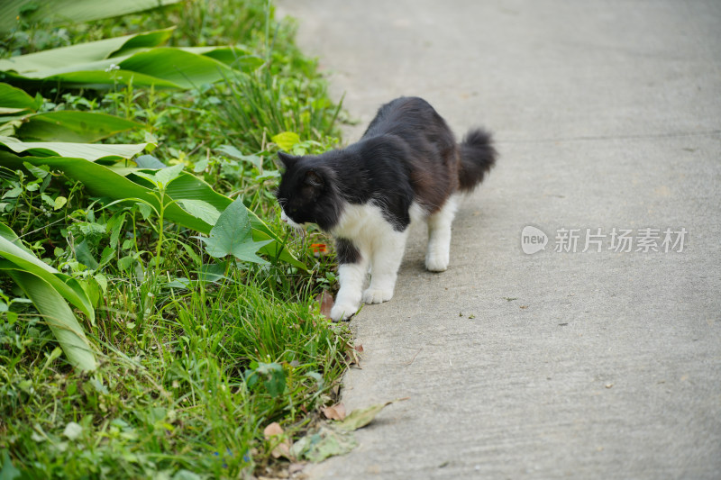 村寨里悠闲的猫咪