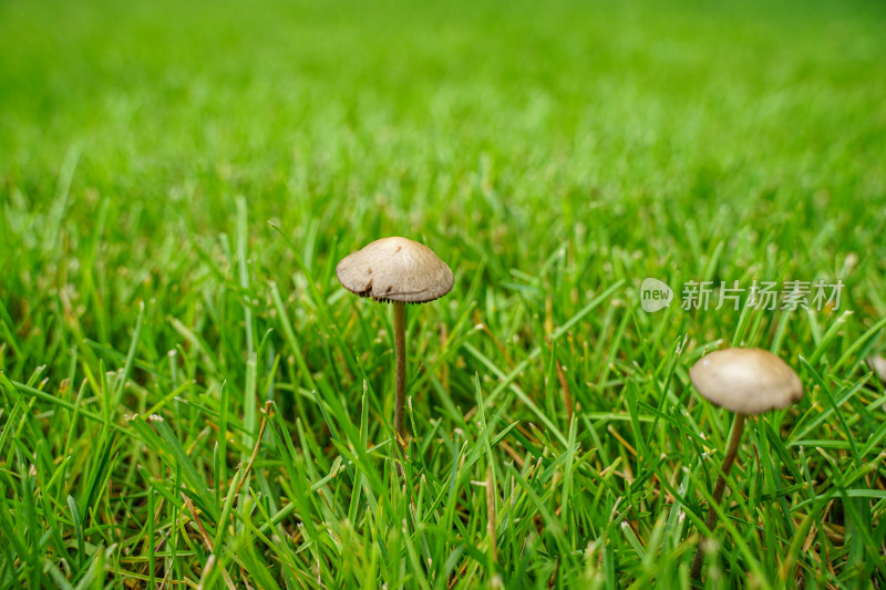草坪草地上的蘑菇