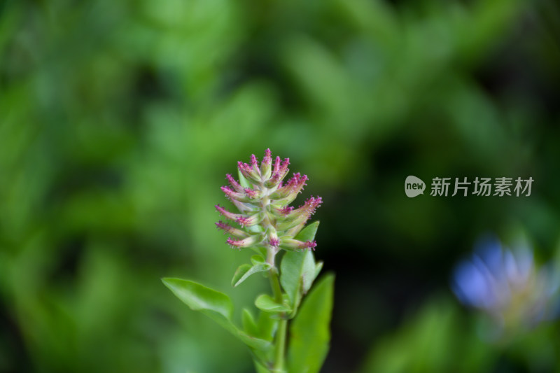 城市中生长着粉花绿草的自然景观