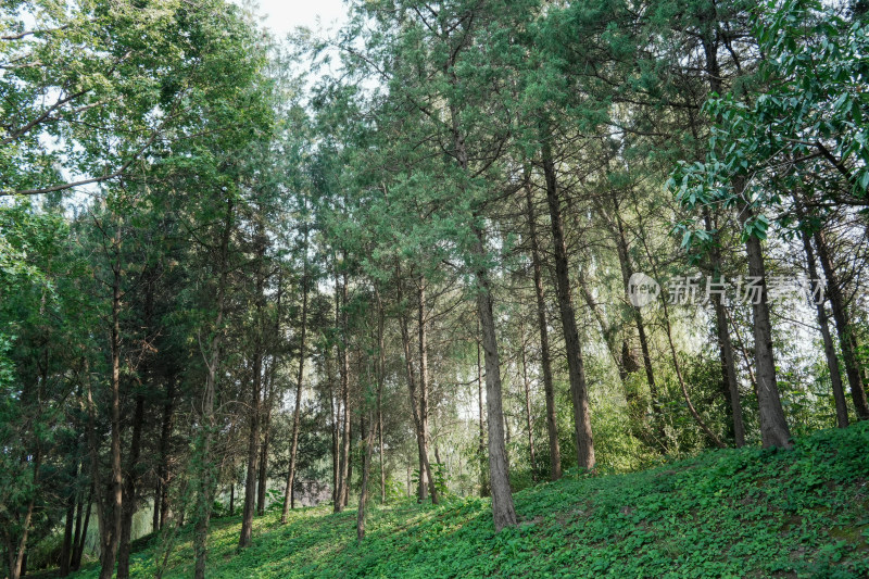 北京圆明园公园树林风景