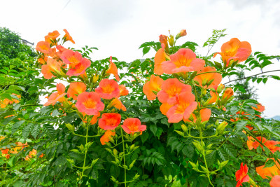 美丽凌霄花花朵花卉