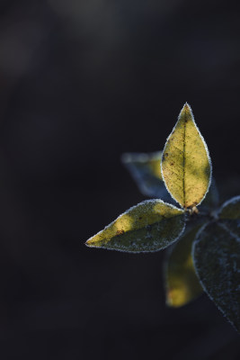 逆光中的结霜叶片霜降节气