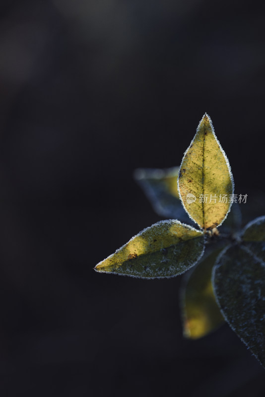 逆光中的结霜叶片霜降节气