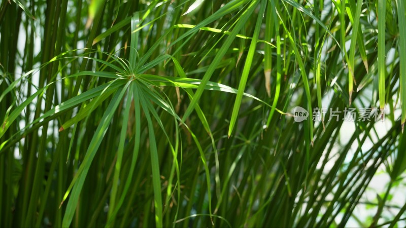 滴水观音水生植物植被