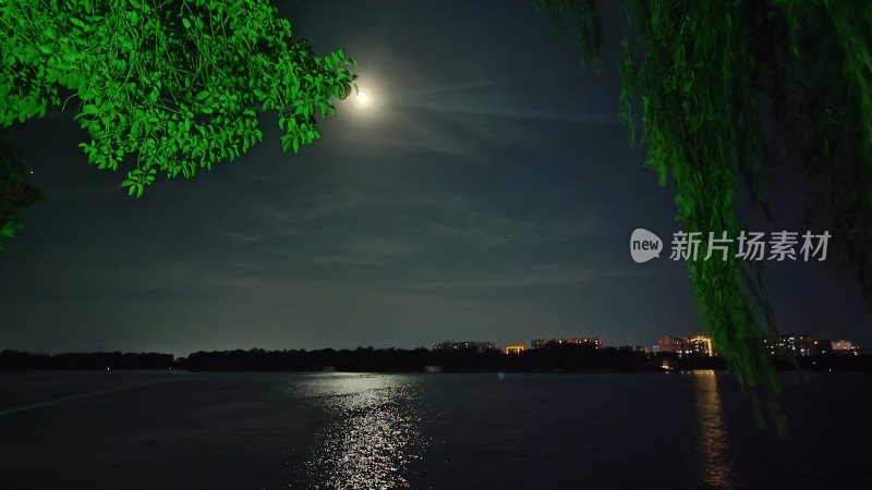 月夜下的湖水与岸边垂柳