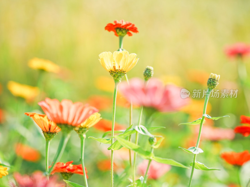 百日菊花海