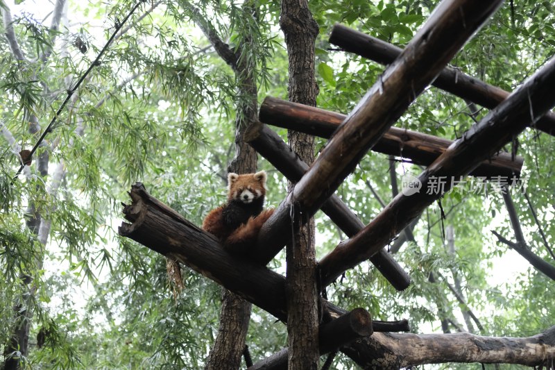 小熊猫动物园