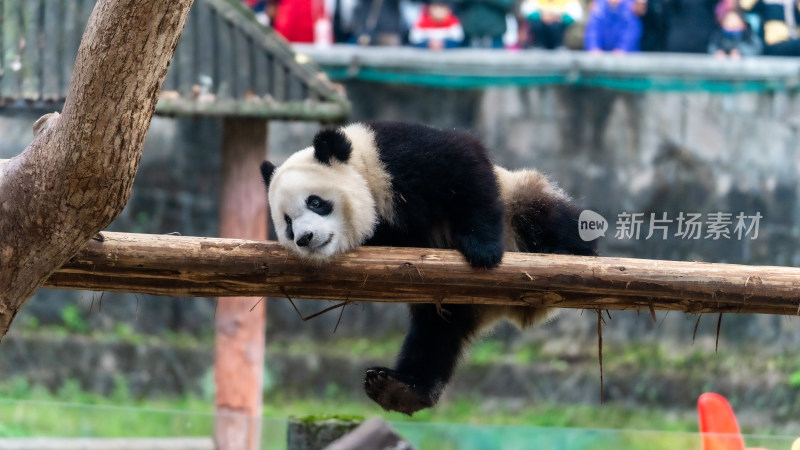 动物园大熊猫