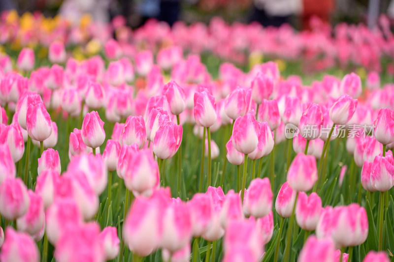 郁金香花海