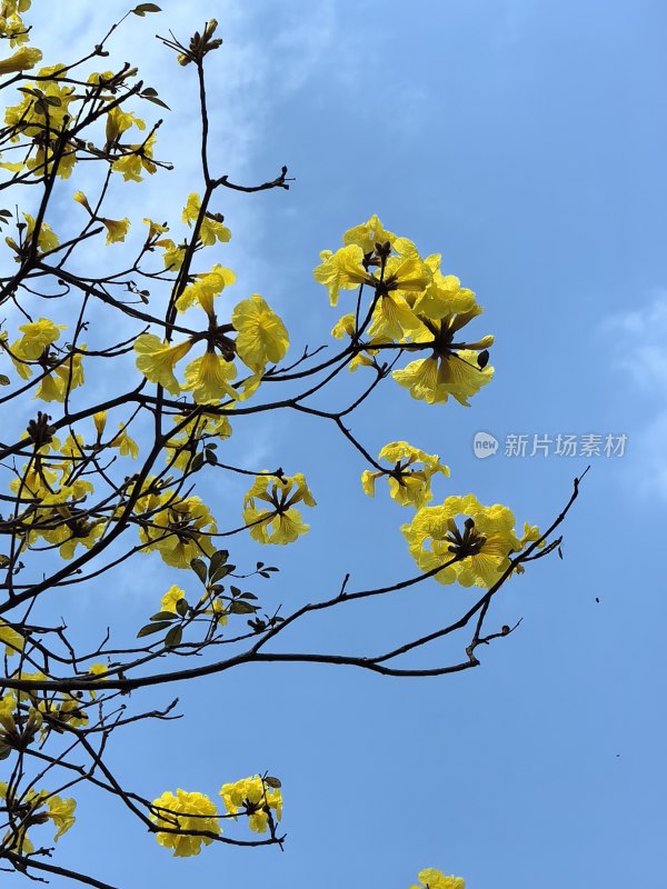 黄花风铃木特写