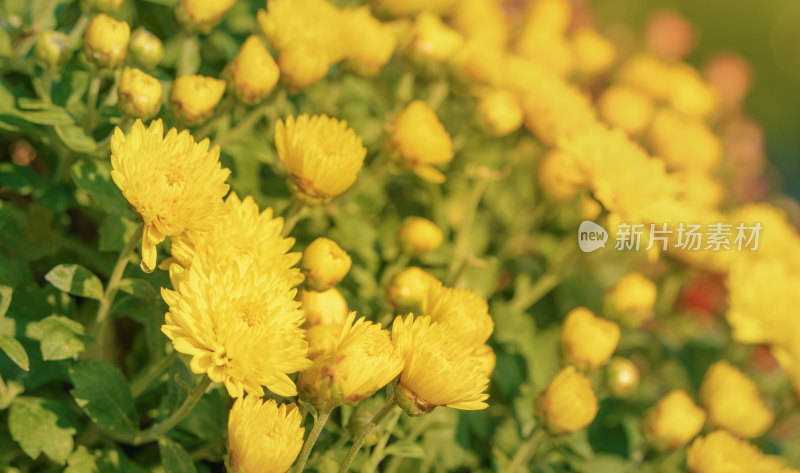 成片开放的的黄色菊花-柳州河东公园