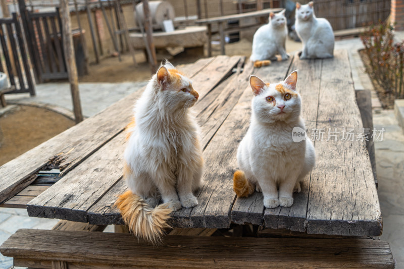 院子中的猫老旧木桌