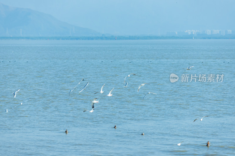 海面上飞翔的海鸥