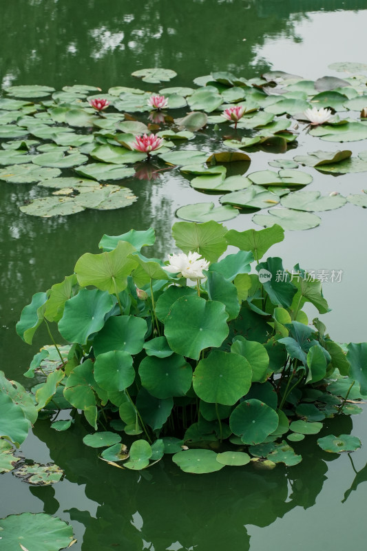 北京国家植物园睡莲