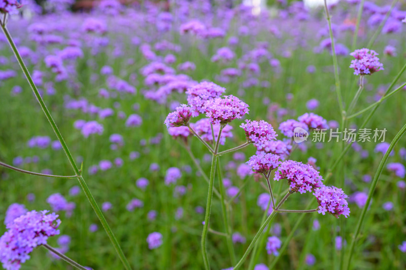 马鞭草的浪漫花海