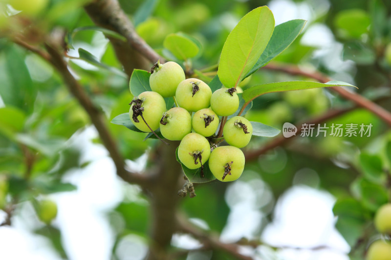 硕果累累的海棠果实挂满枝头