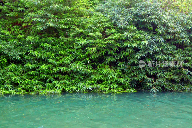 河流湖泊植物树木