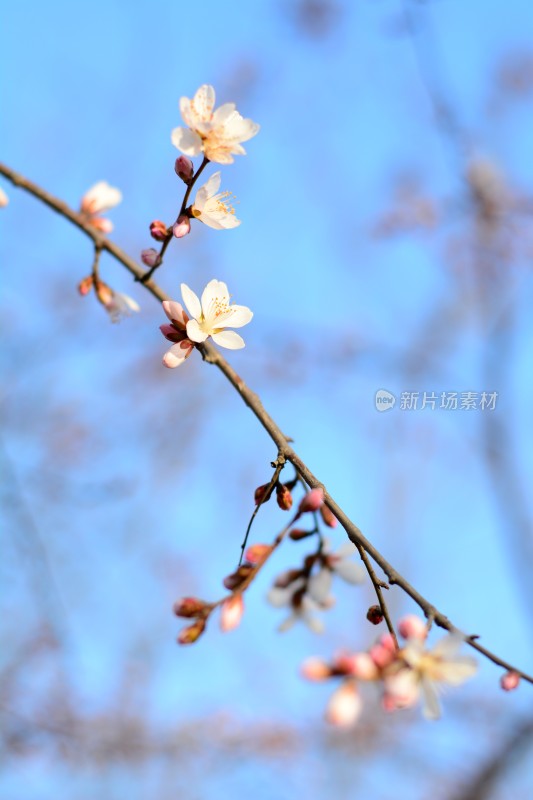 桃花花苞花蕊