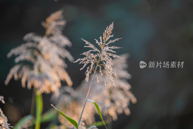 秋天的花草