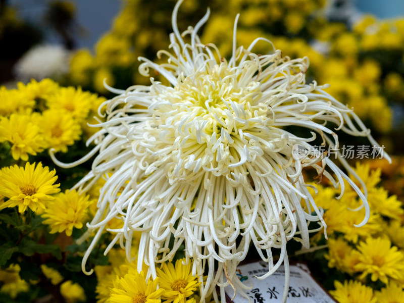 户外秋日菊花特写