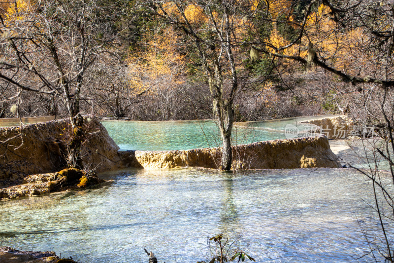 四川阿坝黄龙景区秋日彩池枯树池中倒影