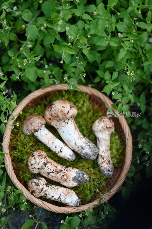 甘孜州野生松茸