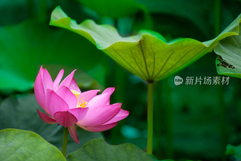 唯美荷花荷叶莲花荷塘