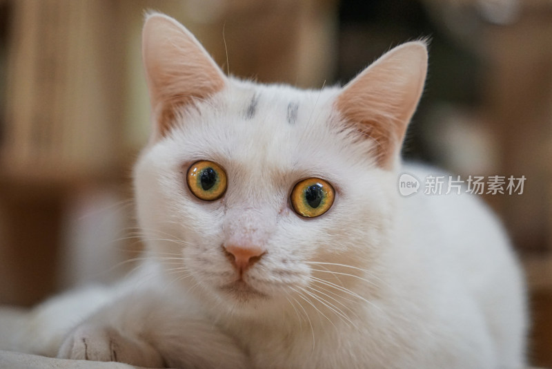 土耳其梵猫特写