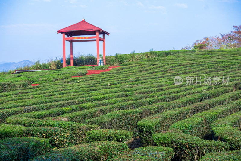 惠州柏塘绿茶茶园清晨时分茶树上的新鲜嫩芽