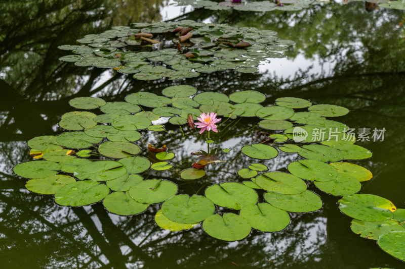 植物园睡莲特写