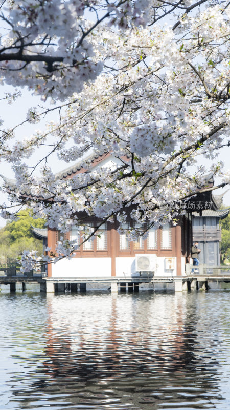 杭州西湖风景区曲院风荷风景