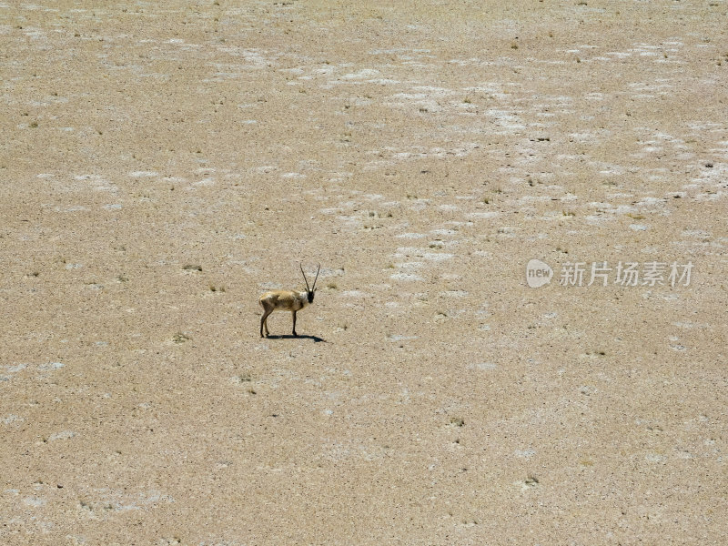 西藏阿里地区无人区荒漠戈壁上的精灵藏羚羊