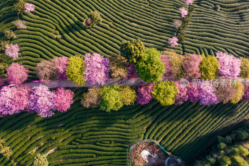 福建龙岩永福台品樱花茶园