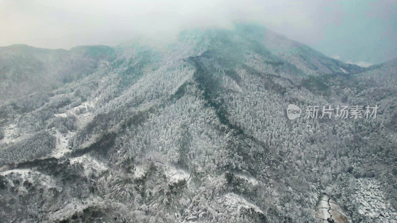 森林雪景