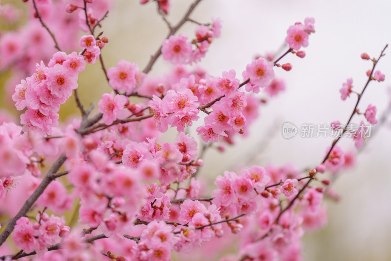 春天盛开的粉色樱花