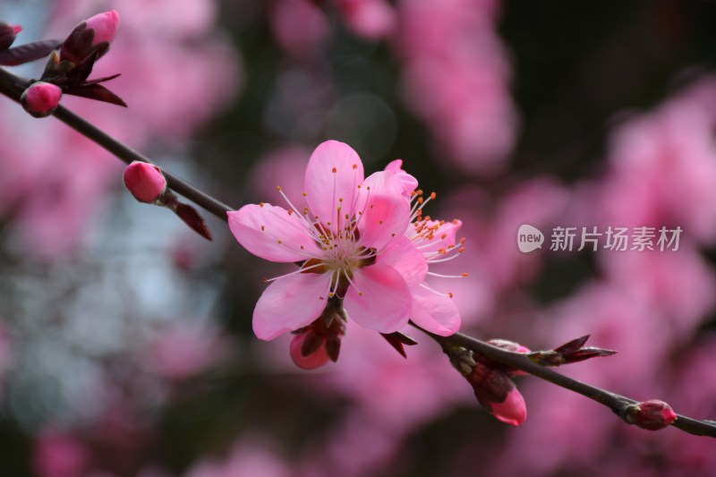 特写粉色桃花花朵