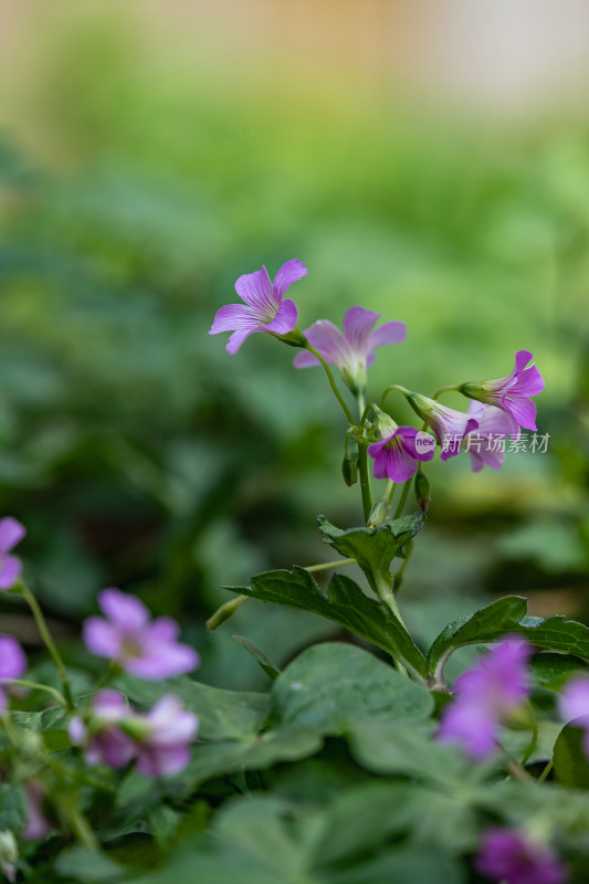 红花酢浆草