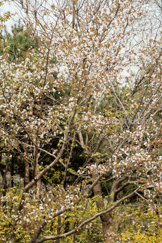 北京奥森樱花树樱花