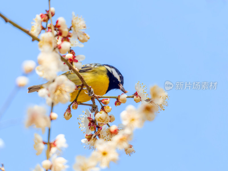 枝头黄腹山雀与盛开梅花