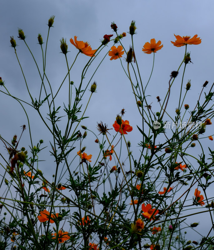 沙湖格桑花