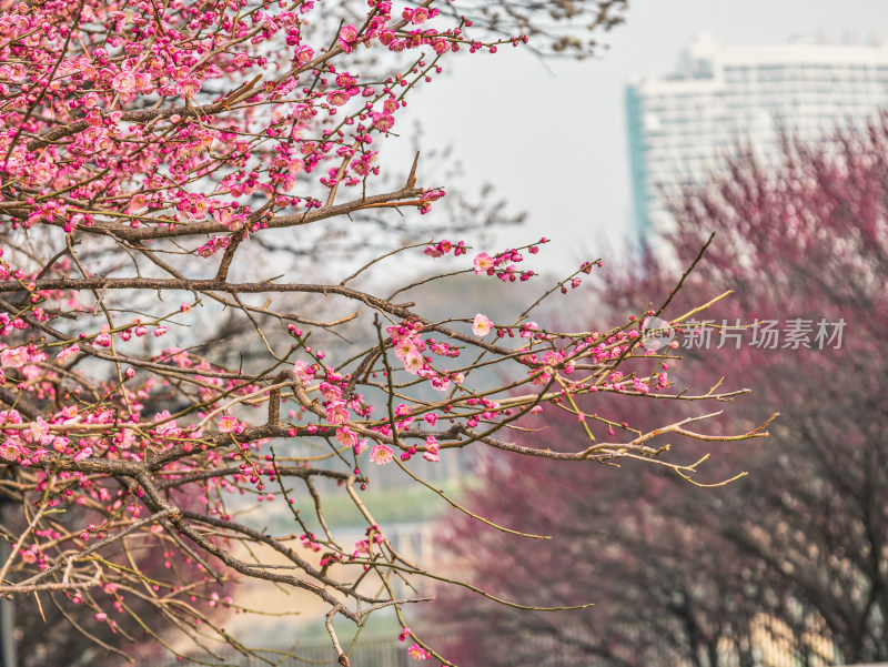 早春二月绽放的梅花