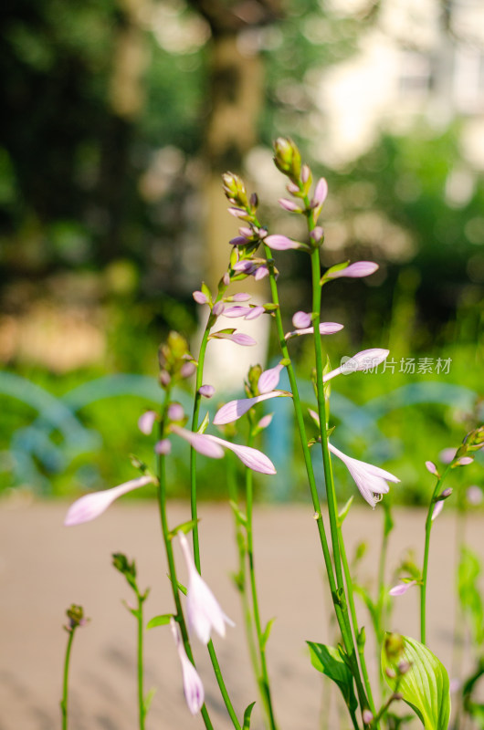 一丛紫萼花