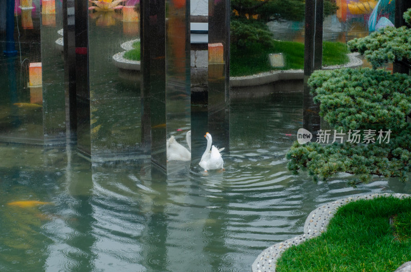 上海黄城隍庙池塘里的一只大白鹅在雨中游泳